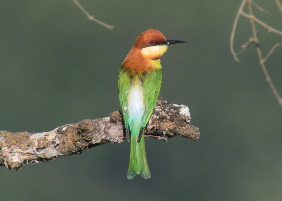 Chestnut-headed Bee-eaters Image Post
