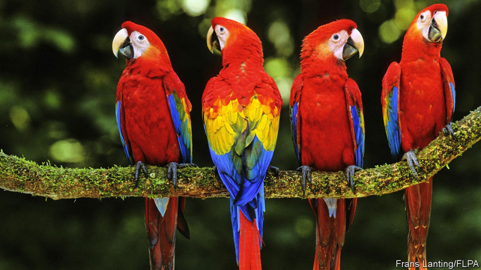 Macaws Image Post